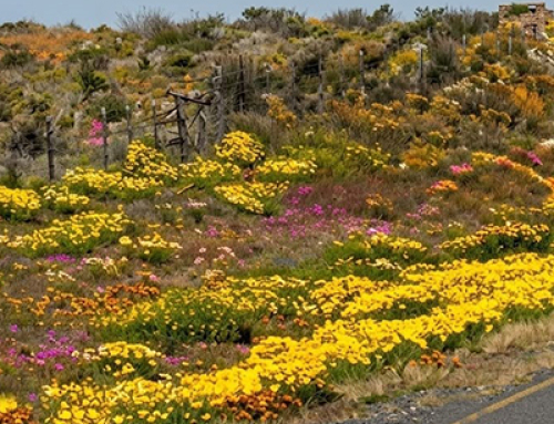 The Road That Feels Like Flowers Instead of Traffic